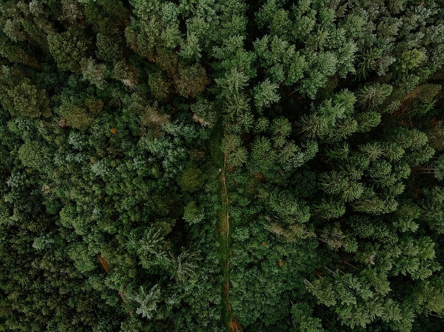 bird's-eye photography of trees, forest, path, moody, birds eye HD wallpaper