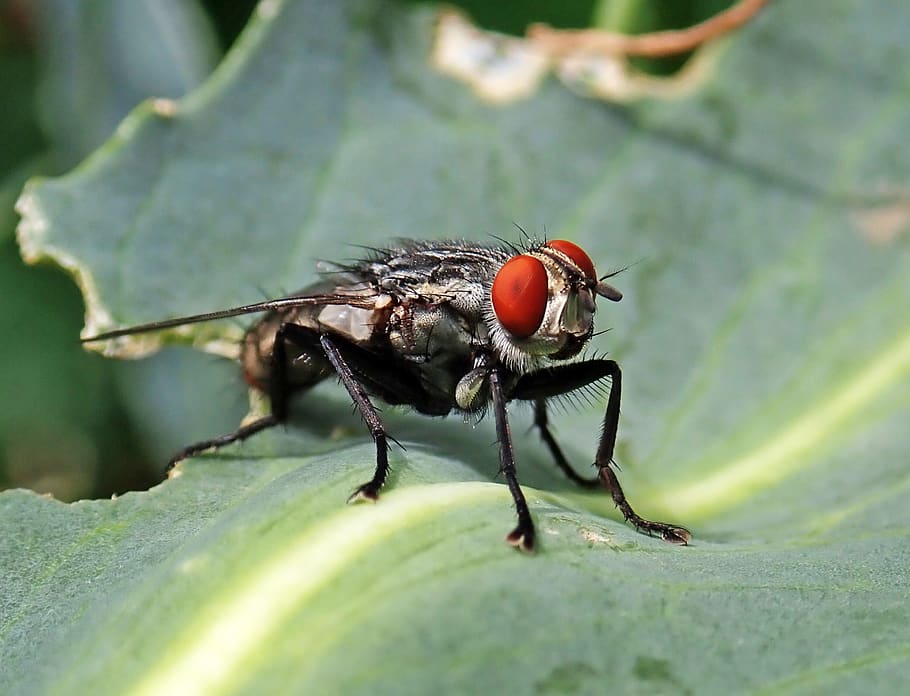 fly, insect, leaf, garden, nature, invertebrate, animal themes HD wallpaper
