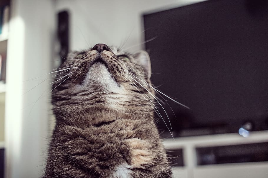 cat, portrait, tigercat, chilling, lying, fur, mammal, domestic cat HD wallpaper