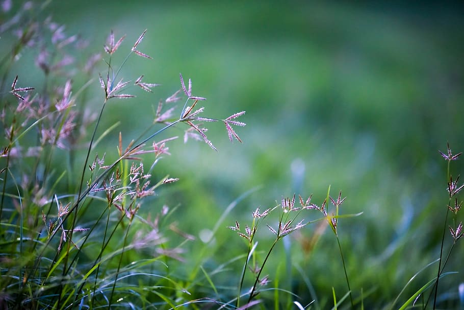 tree, flower, grass, green, nature, natural, spring, summer HD wallpaper