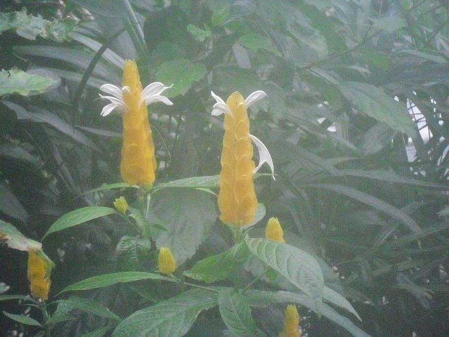 plant, flower, fish, goldfish, koi, flowering plant, land plant HD wallpaper