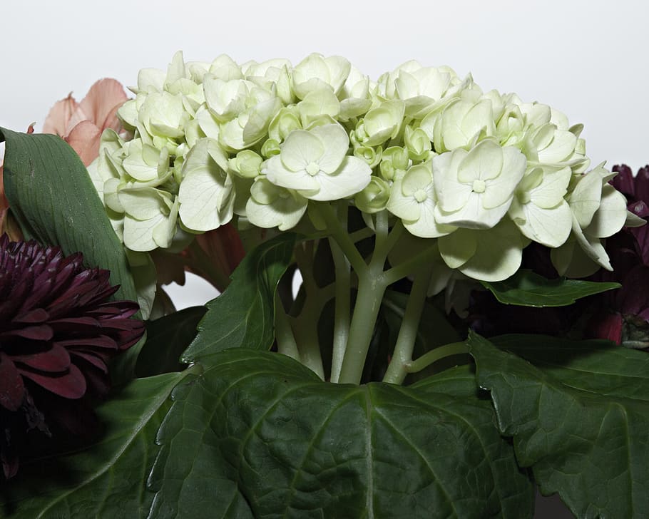 hydrangea, white, green, spring, flower, flowering plant, beauty in nature HD wallpaper