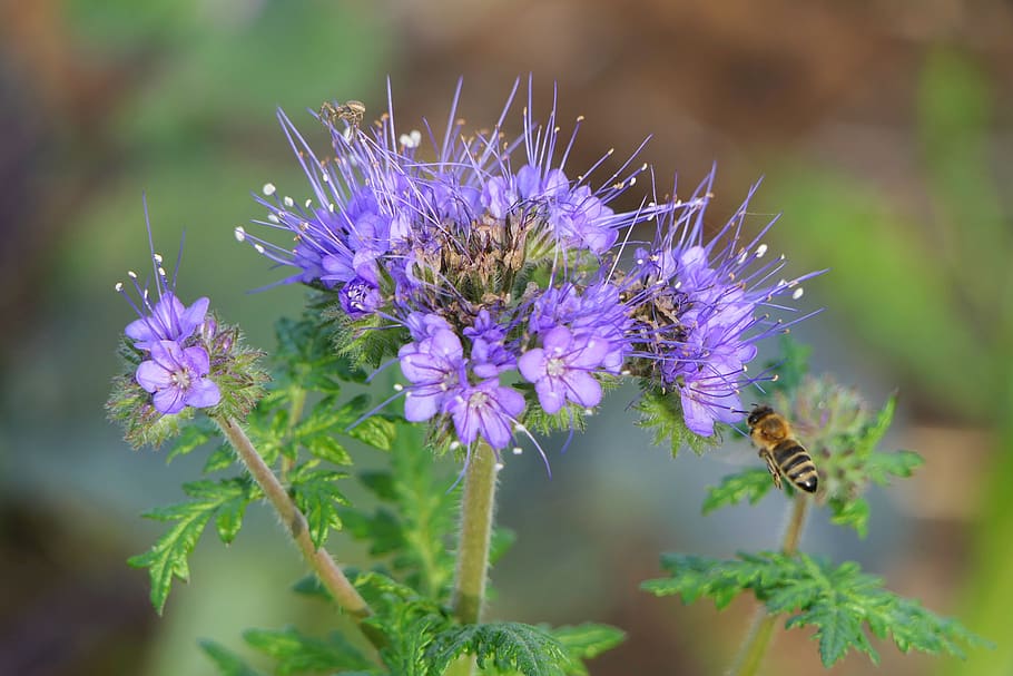 blossom, bloom, bee, flower, insect, nature, close up, plant HD wallpaper