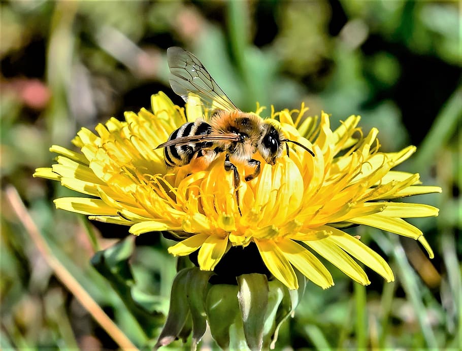 Selective Focus Photography of Bee on Yellow Petaled Flower, animal HD wallpaper