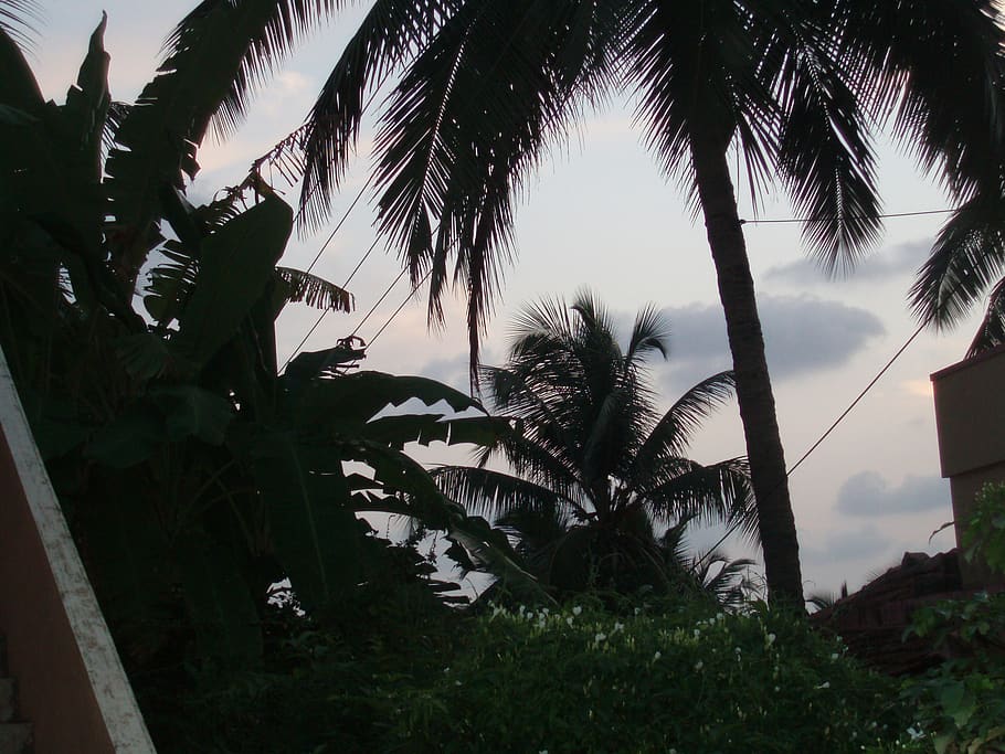 india, mangaluru, plant, tree, palm tree, tropical climate HD wallpaper