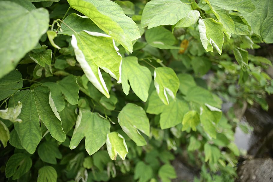 plant, leaf, vegetation, tree, grass, food, ivy, pottery, vase HD wallpaper