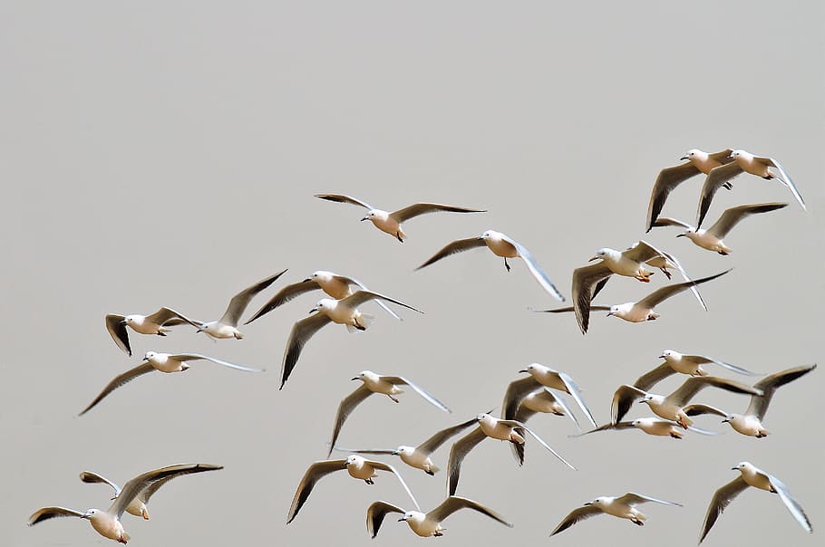 seagulls, flight, sky, wings, bird, nature, ocean, senegal HD wallpaper