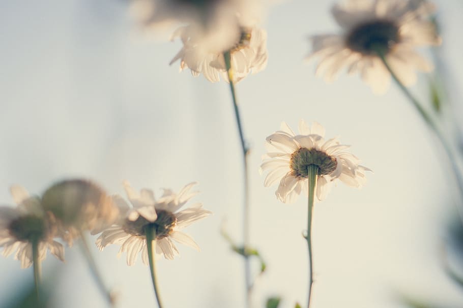 White Petaled Flowers in Bloom, background, blooming, blossom HD wallpaper