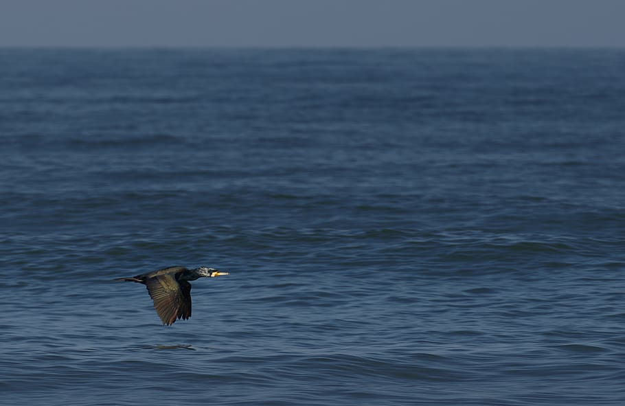 black bird in flight over ocean, animal, waterfowl, cormorant HD wallpaper