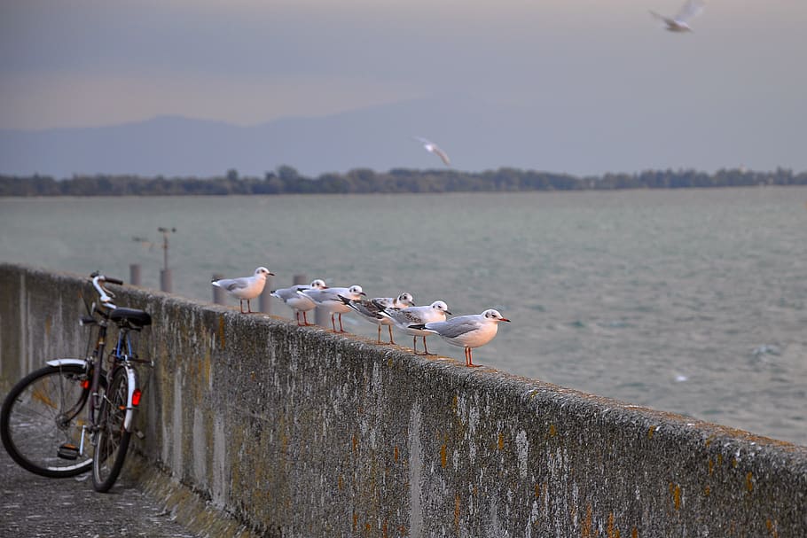 White and Grey Birds on Concrete Barrier Near Body of Water, beach HD wallpaper