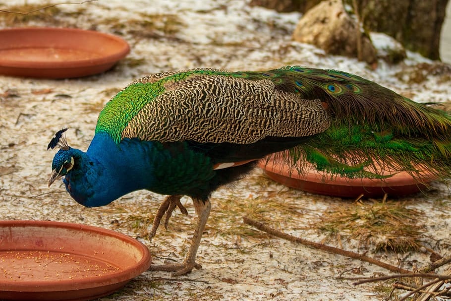 peacock, bird, colorful, feather, animal, plumage, nature, animal themes