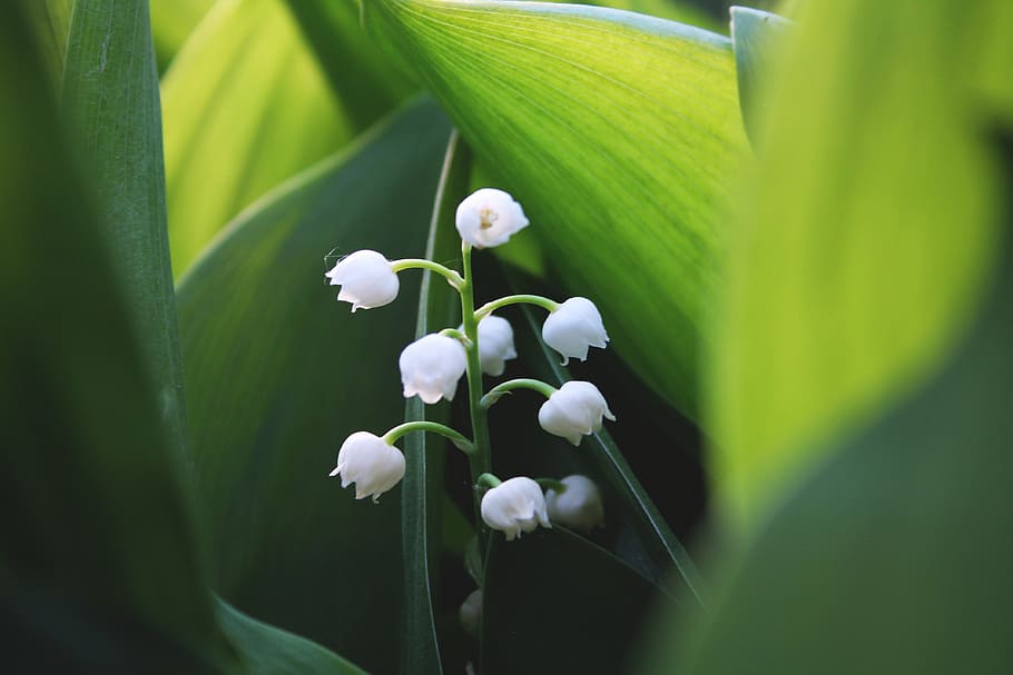 flower, green, macro, spring, plant, beauty in nature, growth HD wallpaper