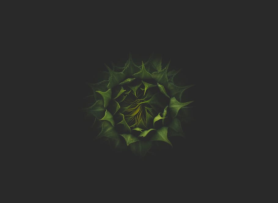 green plant in dark background, leaf, bud, flower, nature, texture HD wallpaper