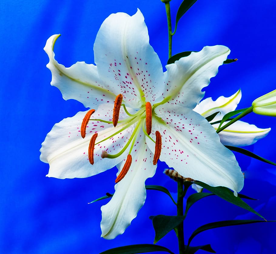 White and Green Flower, bloom, blossom, close-up, flora, flowering plant HD wallpaper