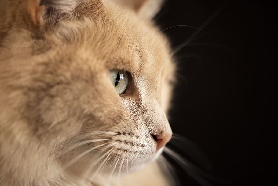 cat, pet, kitty, nose, fur, mammal, one animal, pets, feline HD wallpaper