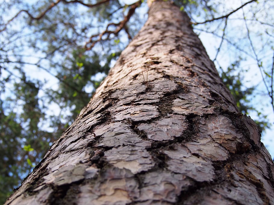 tree, the bark, forest, pine, nature, wood, needles, sky, down HD wallpaper