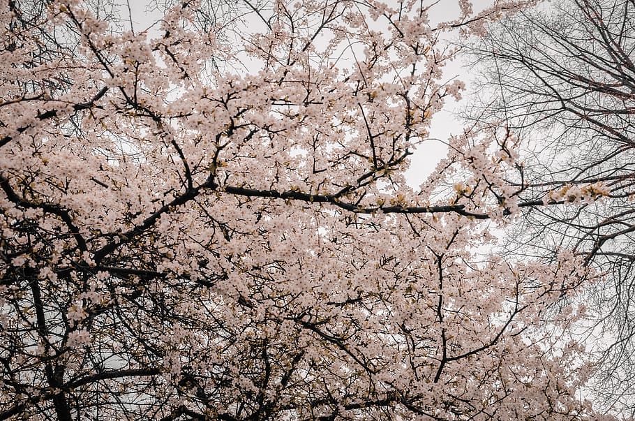 forest, field, trees, nature, mother nature, blossom, sunset HD wallpaper
