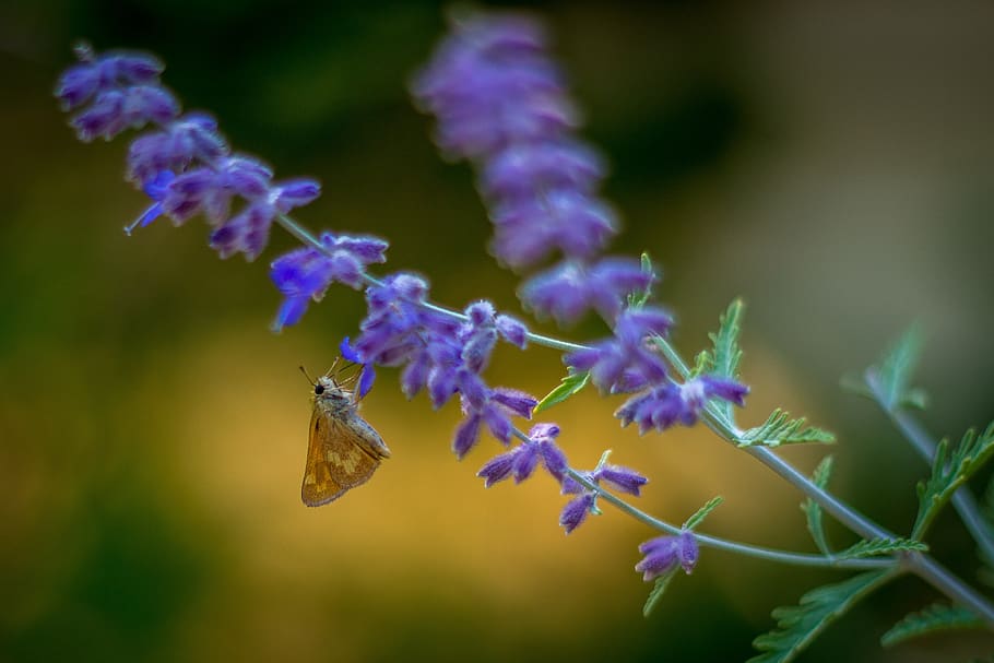 butterfly, lavender, flower, nature, insect, outdoors, lavande, HD wallpaper