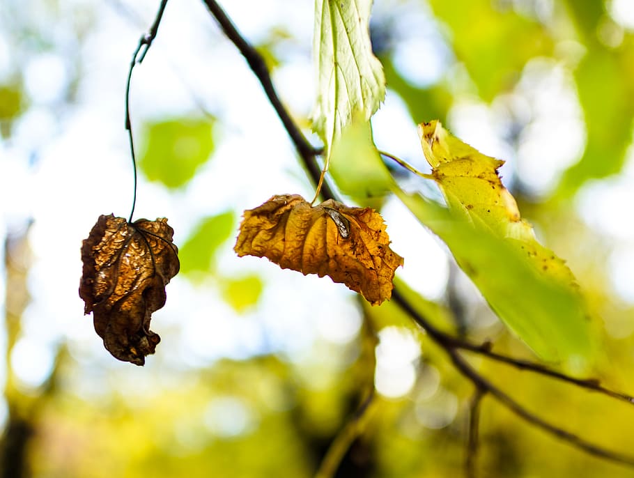 leaves, autumn, old, tree, nature, macro, bokeh, mood, light HD wallpaper