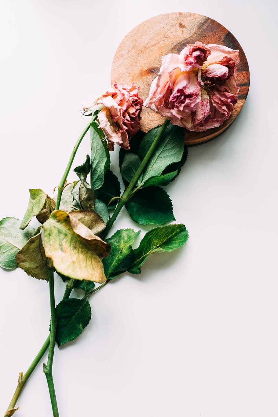 pink rose flower, plant, blossom, leaf, food, fruit, flat lay HD wallpaper