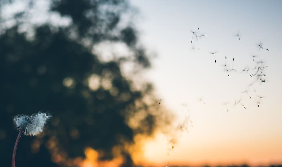 blewed dandelion, sky, beauty in nature, plant, flying, sunset HD wallpaper