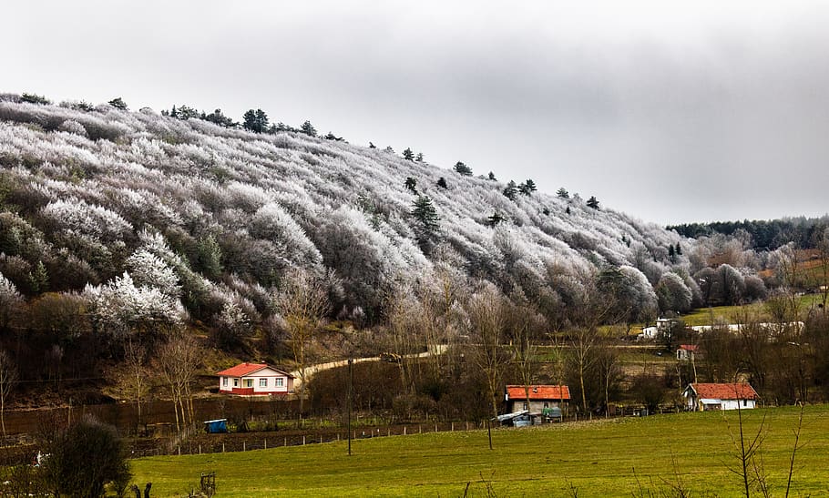 safranbolu, village, winter, nature, high, forest, home, landscape, HD wallpaper