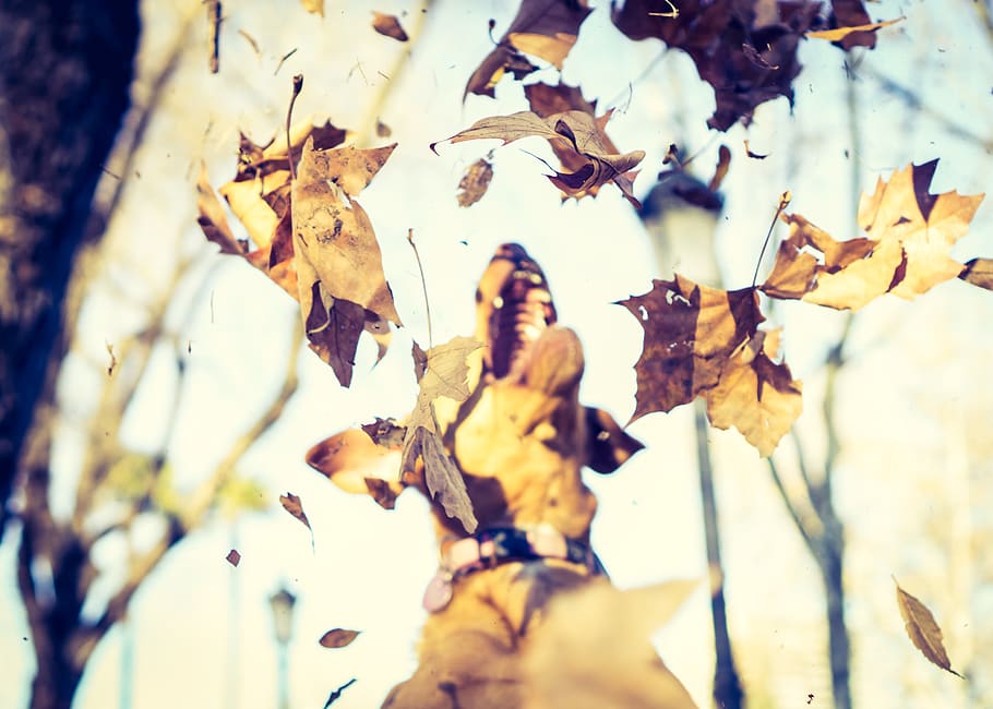 leaf, plant, tree, maple leaf, spain, madrid, leaves, autumn HD wallpaper