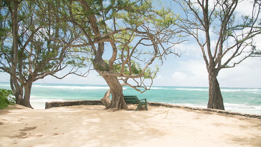 united states, waialua, camp mokuleia, bench, ocean, oahu, trees, HD wallpaper