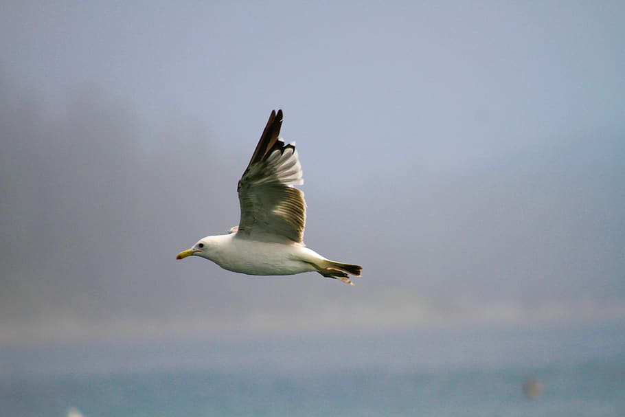 bird, seagul, beach, bay, ocean, wallpaper, nature, wild, water HD wallpaper