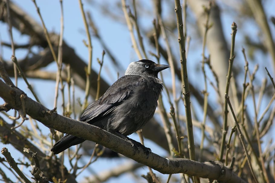 bird, crow, jackdaw, nature, wildlife, beak, branches, animal HD wallpaper
