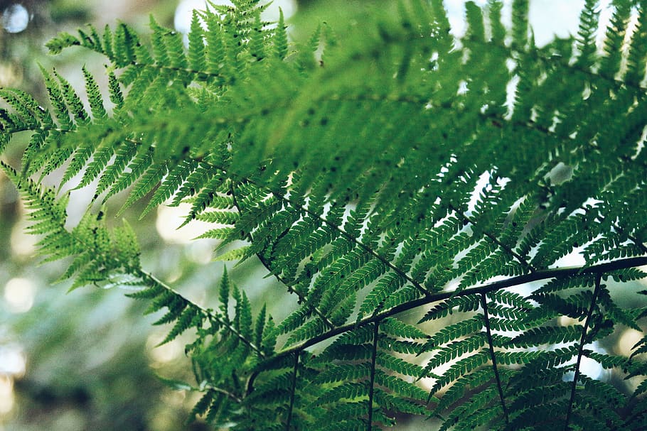 fern, green, leaf, plant, nature, green color, growth, tree HD wallpaper