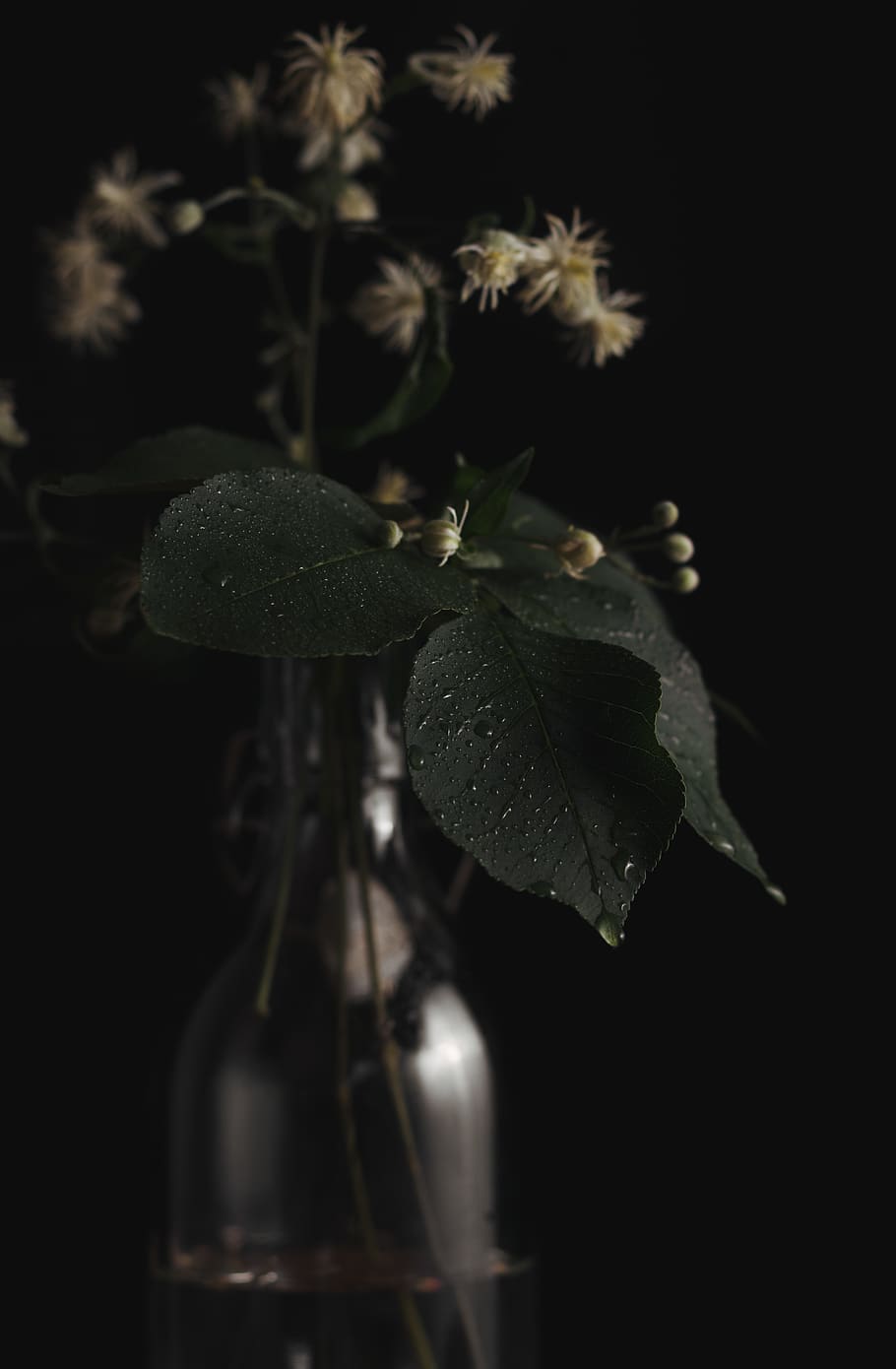 plant, plant part, leaf, close-up, growth, no people, night HD wallpaper