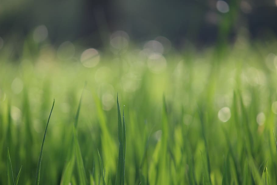 Selective Focus Photography of Green Grass, blade, blur, close-up HD wallpaper