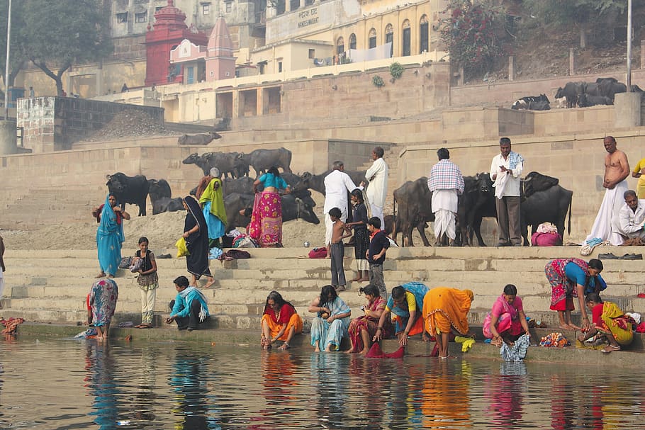 india, banner system, the ganges river, bath, cow, guide, varanasi