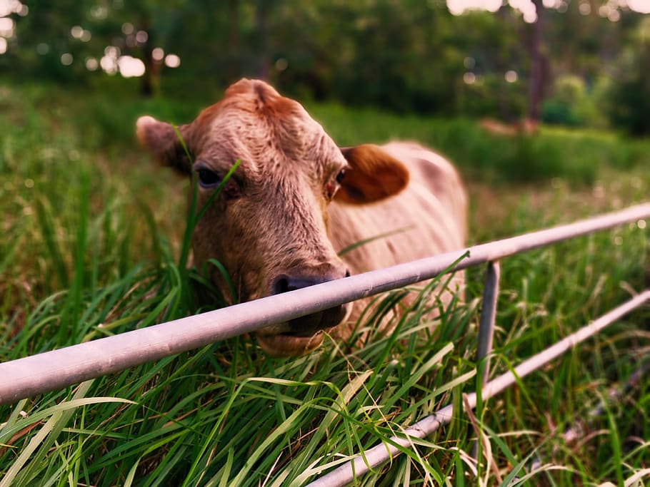brown cattle against gate, animal, cow, field, look, fence, grass HD wallpaper
