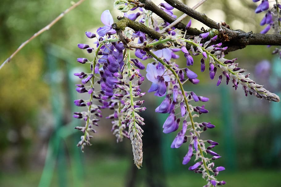 flowers, spring, plant, vines, hanging, violet, garden, purple HD wallpaper