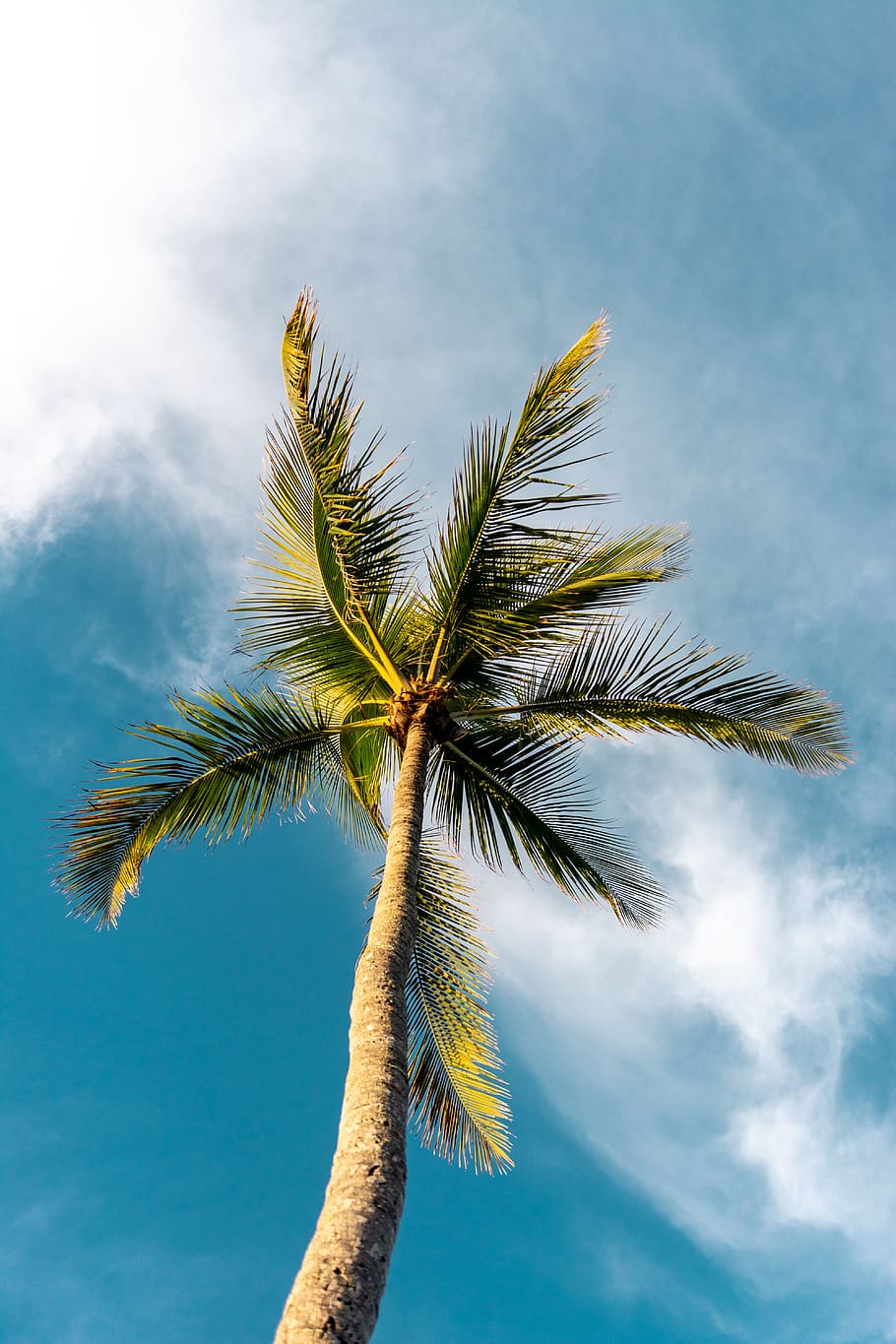 Low Angle Photography of Palm Tree, clouds, coconut tree, daylight HD wallpaper