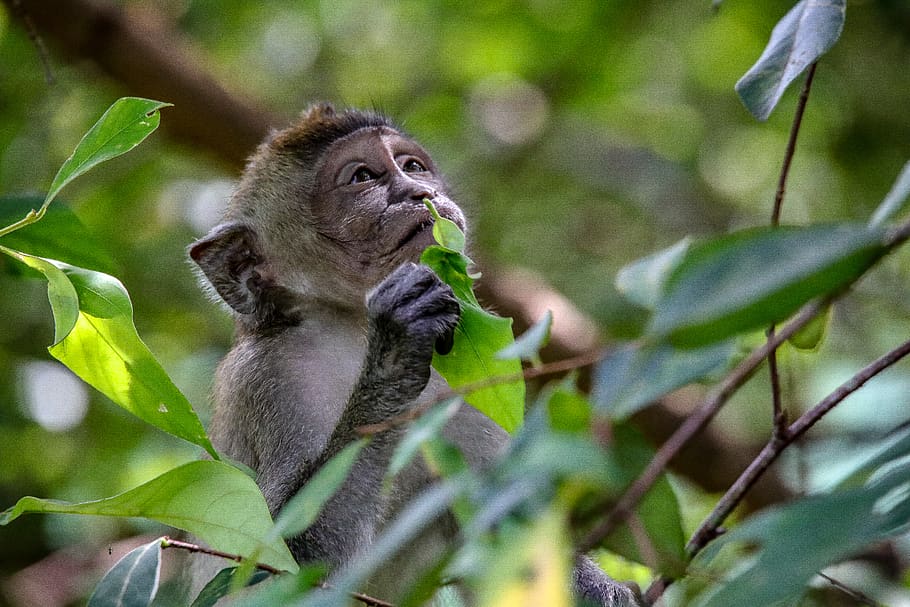 brown monkey on tree, animal wildlife, animals in the wild, animal themes HD wallpaper