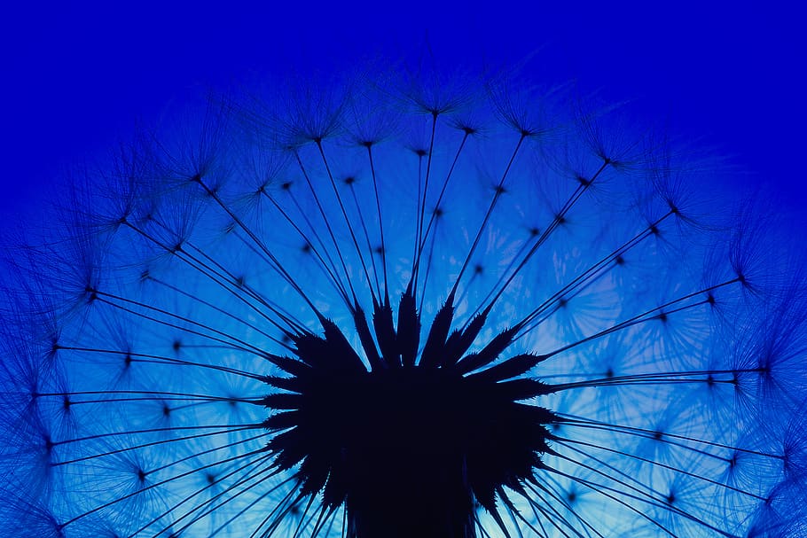 Silhouette of Dandelion, blue, colors, dark, flower, macro photography HD wallpaper