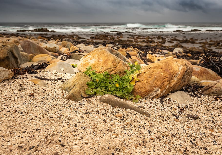 coast, sea, seaweed, wave, weather, beach, ocean, nature, sky HD wallpaper