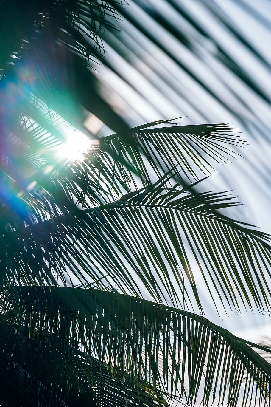 Green Coconut Trees Under Blue and White Sky, blur, bright, daylight HD wallpaper