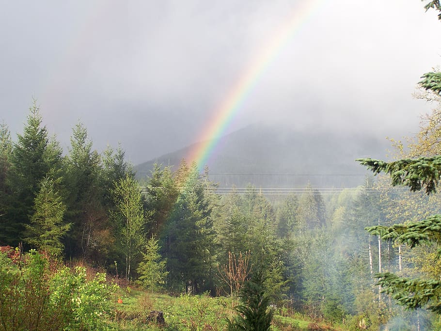 rainbow, smoke, northwest, forest, tree, plant, beauty in nature HD wallpaper