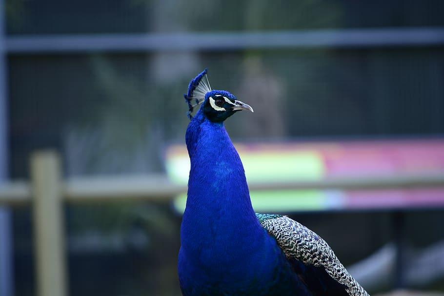 animal themes, vertebrate, one animal, bird, animal wildlife HD wallpaper