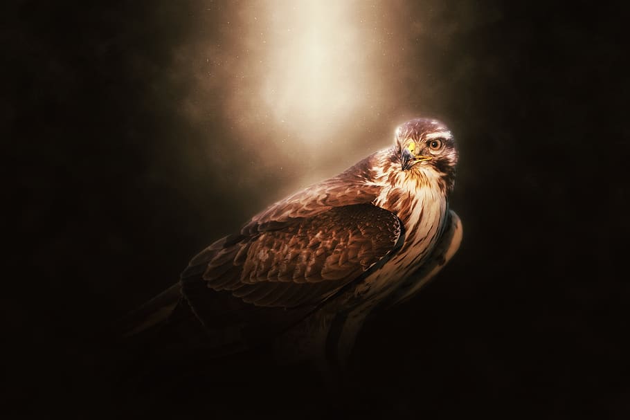 falcon, bird, eagle, head, wild, animal, isolated, predator HD wallpaper