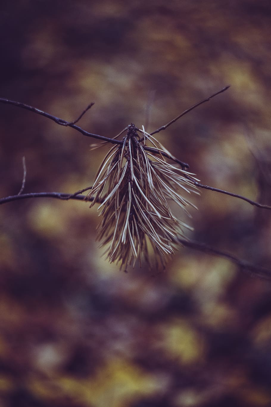 close-up, focus on foreground, plant, no people, nature, dry HD wallpaper