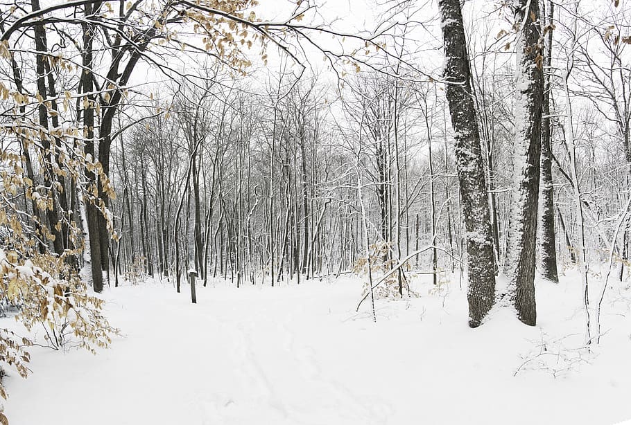 forest during winter, nature, outdoors, tree, plant, vegetation HD wallpaper