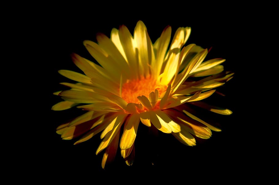 flower, nature, bright, flora, color, beautiful, desktop, flowering plant HD wallpaper