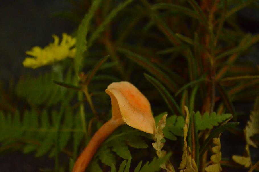mushroom, orange, flower, grasses, green, natural, leaves, forest HD wallpaper
