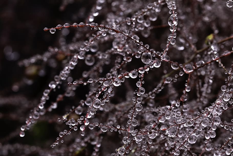 water dew on tree, drop, close-up, nature, wet, beauty in nature HD wallpaper