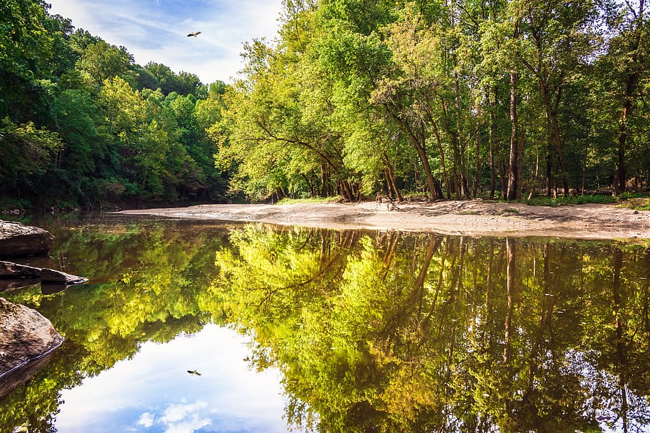 green trees, water, nature, outdoors, land, vegetation, plant HD wallpaper